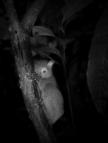 Western Tarsier (Cephalopachus bancanus)