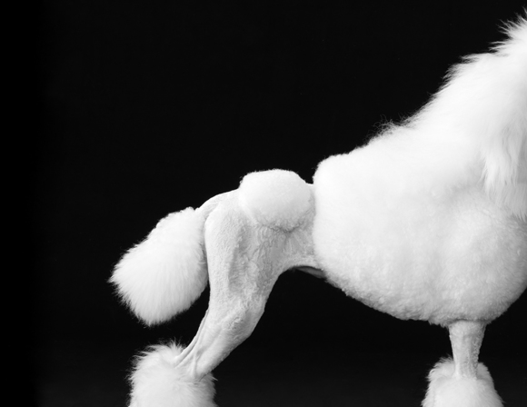 Poodle Bum