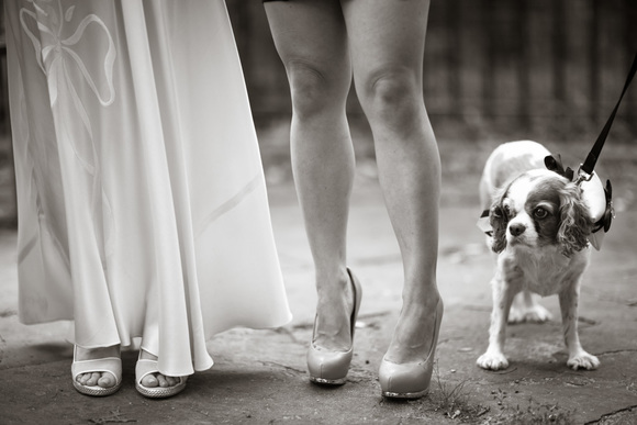 Ring Bearer