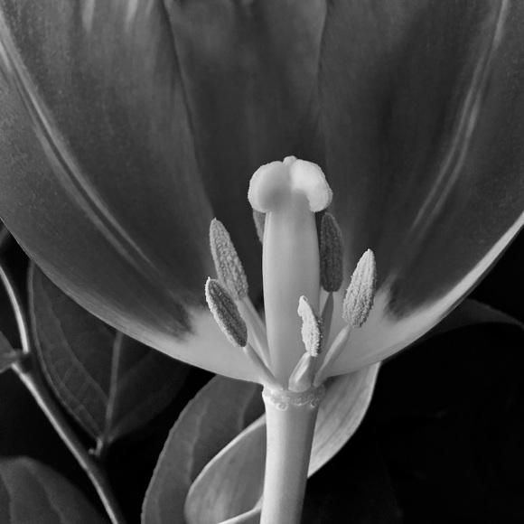 Tulip Seduction: Pollinate Me!