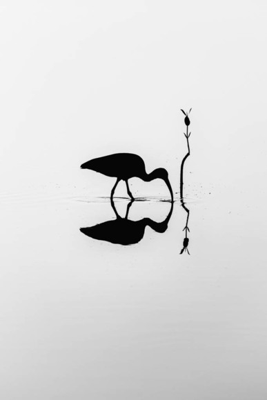 Ibis and Mangrove