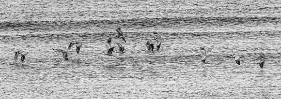 Gliding Pelicans