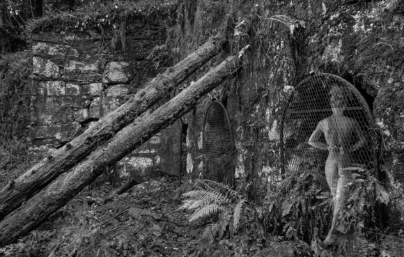Forest Kilns