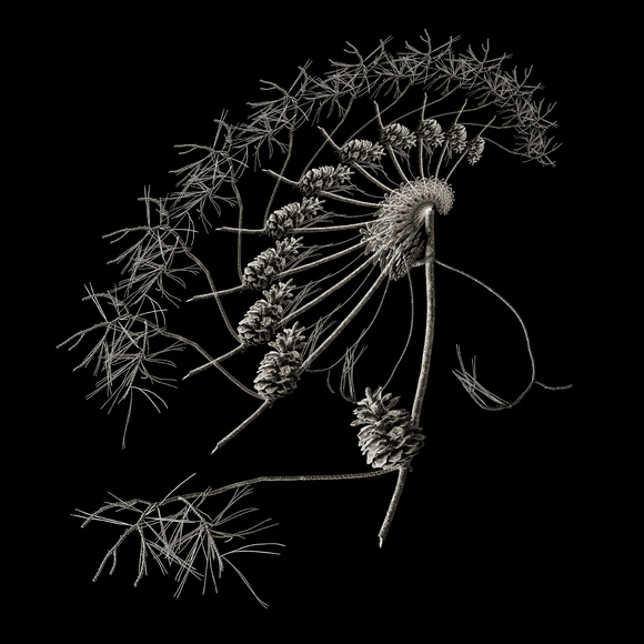 Emergence #1