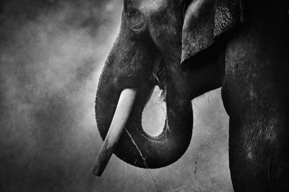 Indian Elephant