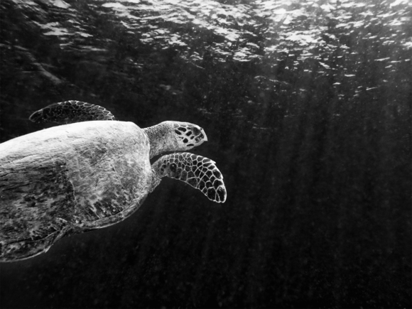 Hawksbill rising