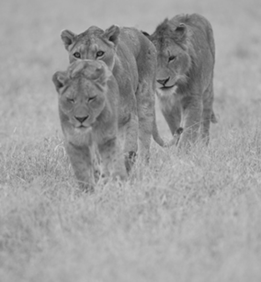 Single File
