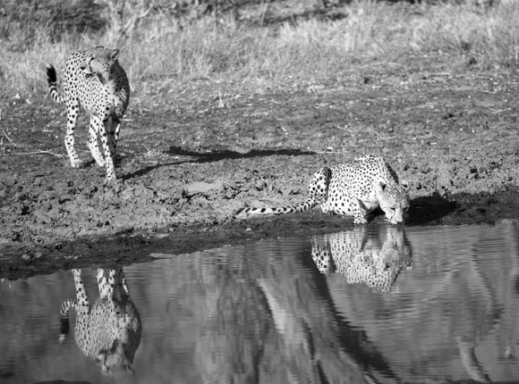 2 Cheetah