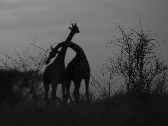 Courting