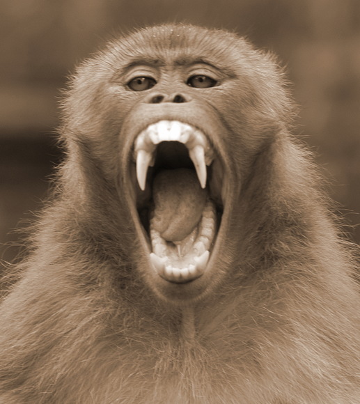 wild monkey