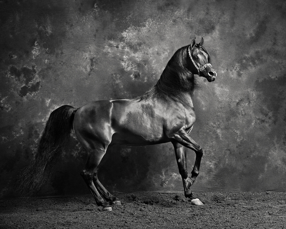 Stallion Portrait