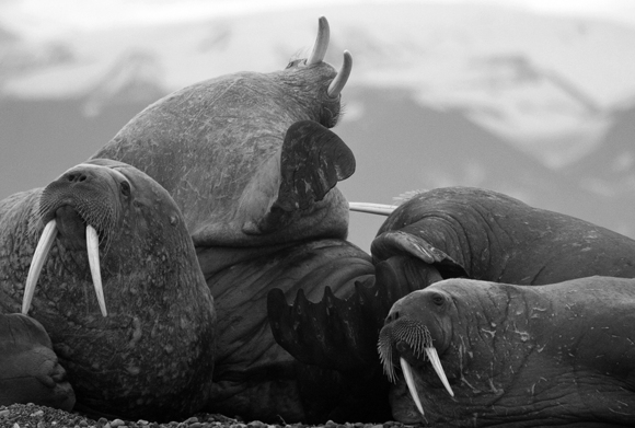 Walrus