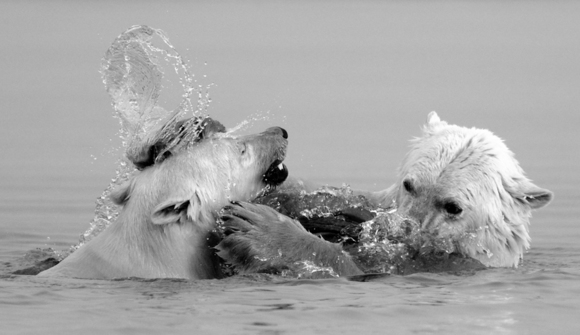 Play fighting