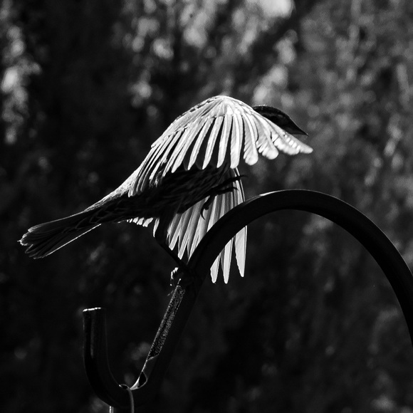 Wings