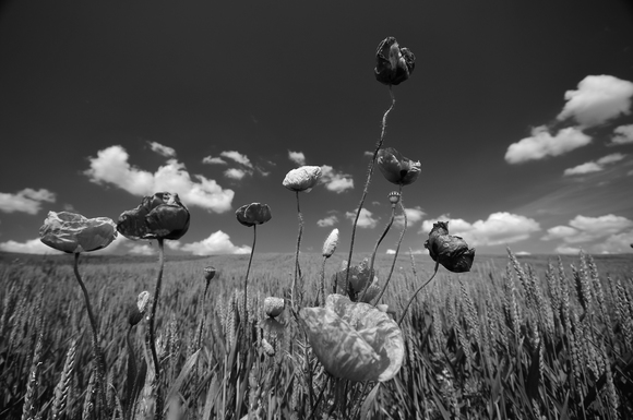 Red Poppies With Blue sky and White Clouds
