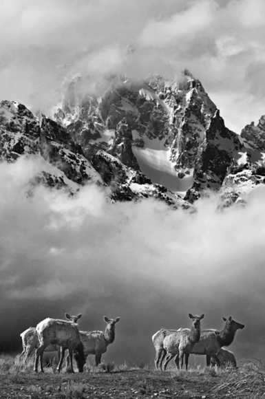Elk Herd
