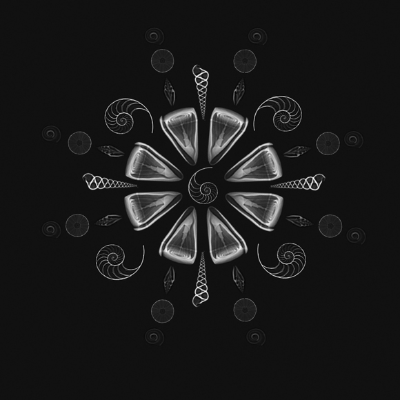 Xray of Shells