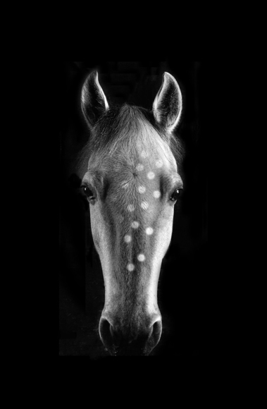 Spotted Horse