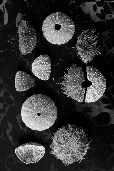 Urchins