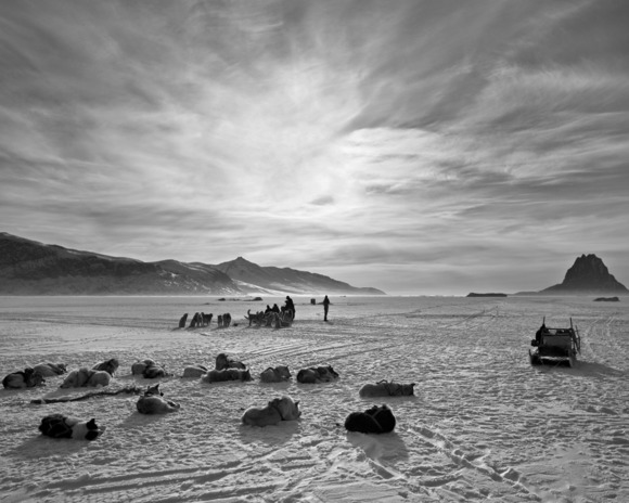 Dogs on Sea Ice