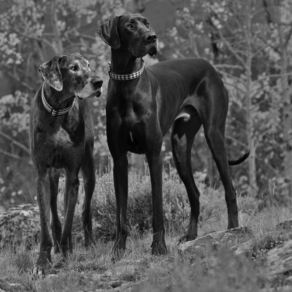 Odin and Makai