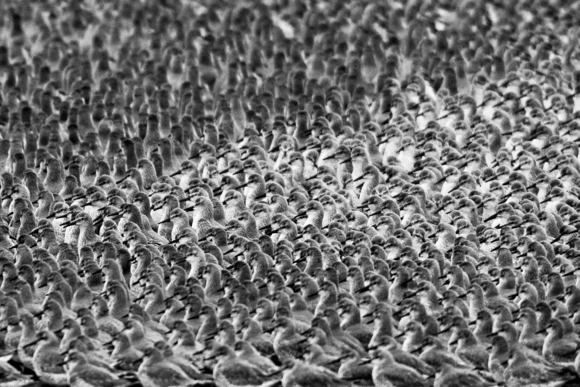 Mass of Knot