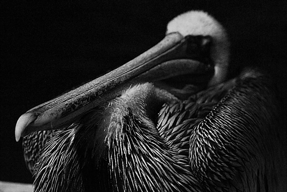 Longbeak