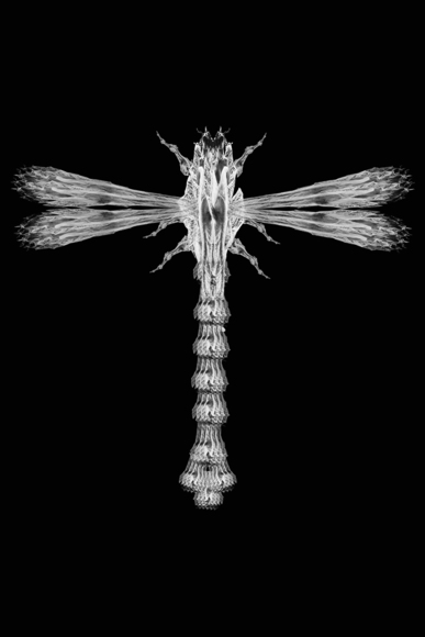 Dragon Fly
