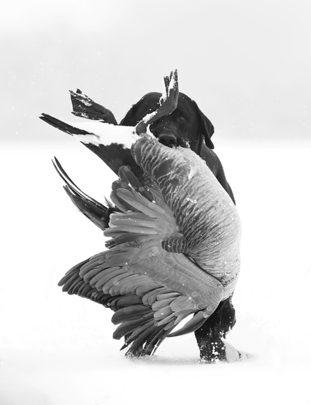 Goose Drag