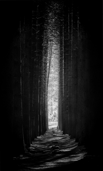 Dwarfed