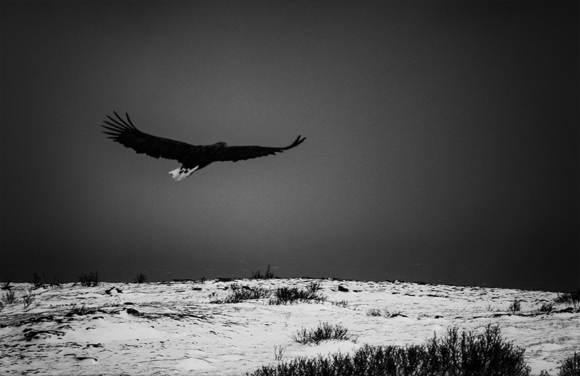 Sea Eagle V