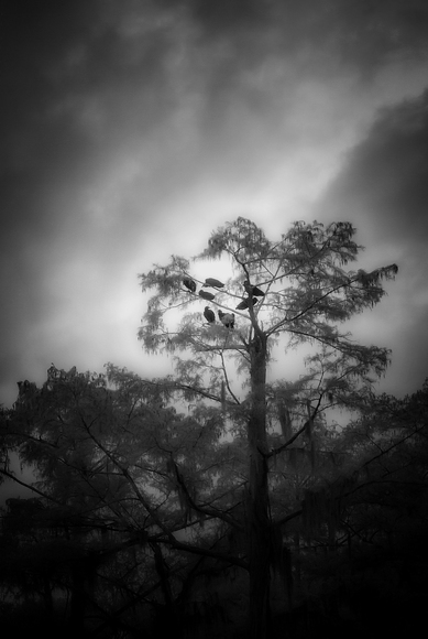 Seven Buzzards in the Bayou