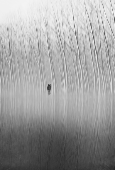 Nel bosco