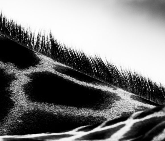 Bristling