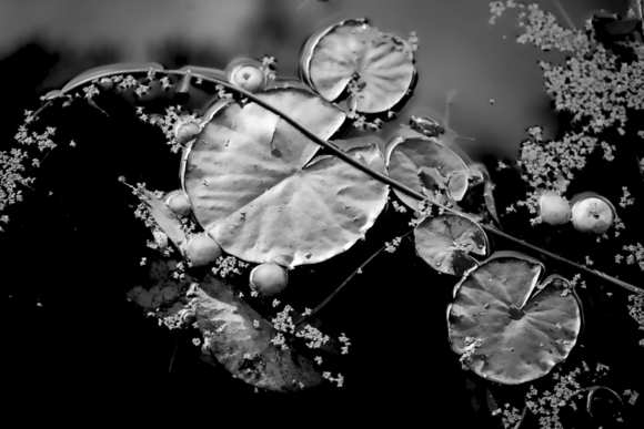Lily Pond
