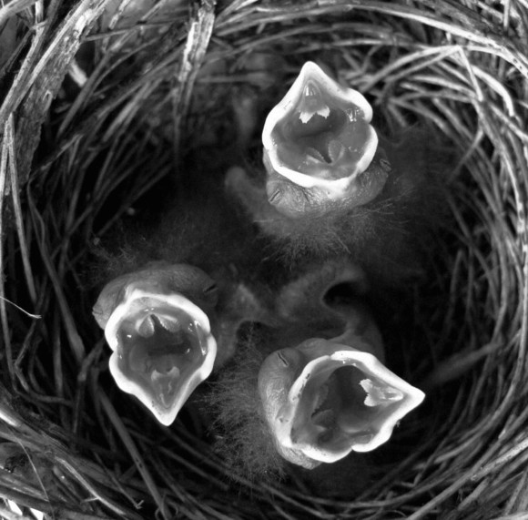 Baby Cardinals