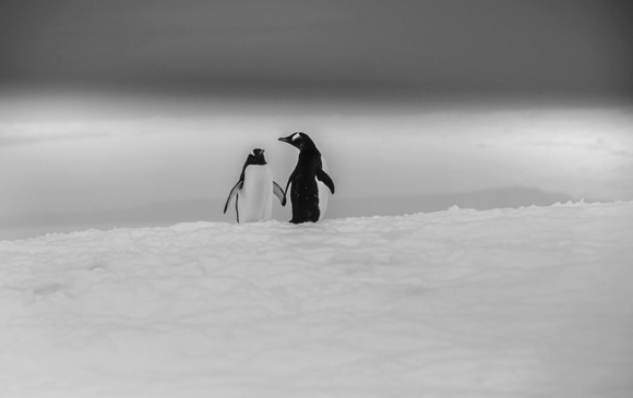 Gentoo Mates
