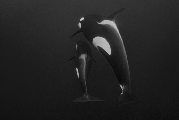 Orcas of Norway