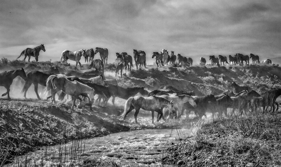 Remuda Crossing