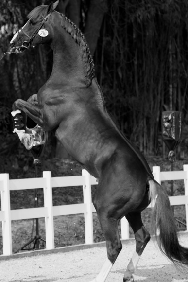 Horse Power