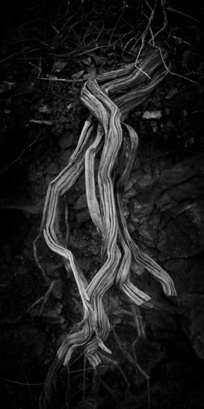 Roots