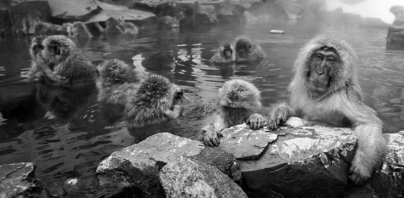 Snow Monkeys in hot water