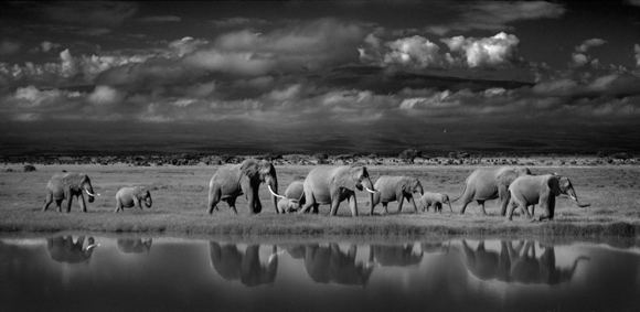 Walking with Elephants