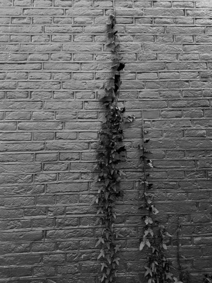 Roots