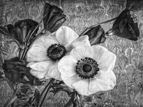 Anemones 