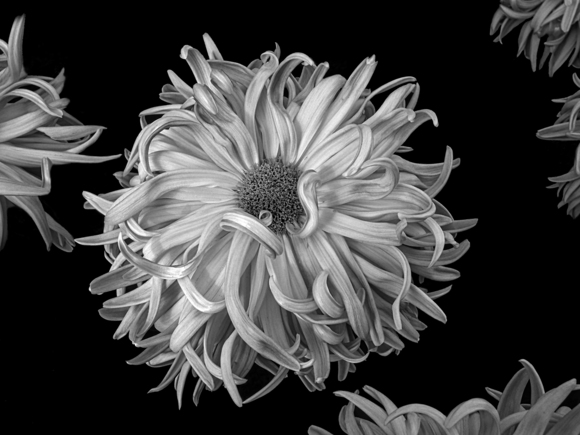 Kiku Flowers
