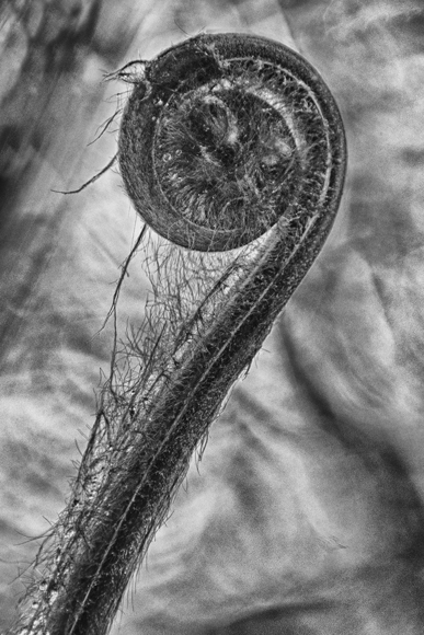 Fern
