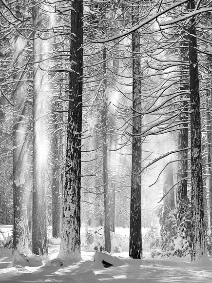 The Wonder of Winter