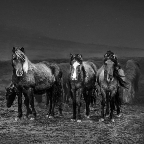 ICELANDIC HORSE ROUNDUP