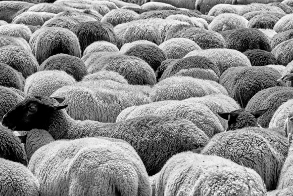 Blackhead Sheep